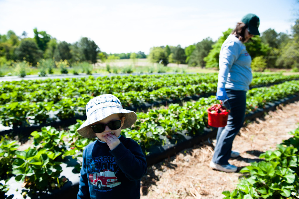 Two-year-old Timothy Ritter eats a strawberry while his mother Robin Ritter looks for strawberries to pick at Karen Frye's Strawberry Farm, Karefree Farms, off 15-501, on Tuesday, April 28, 2015 in Carthage, North Carolina. The Ritters are from Burlington and spending time with in-laws, from Robbins, at the strawberry farm.