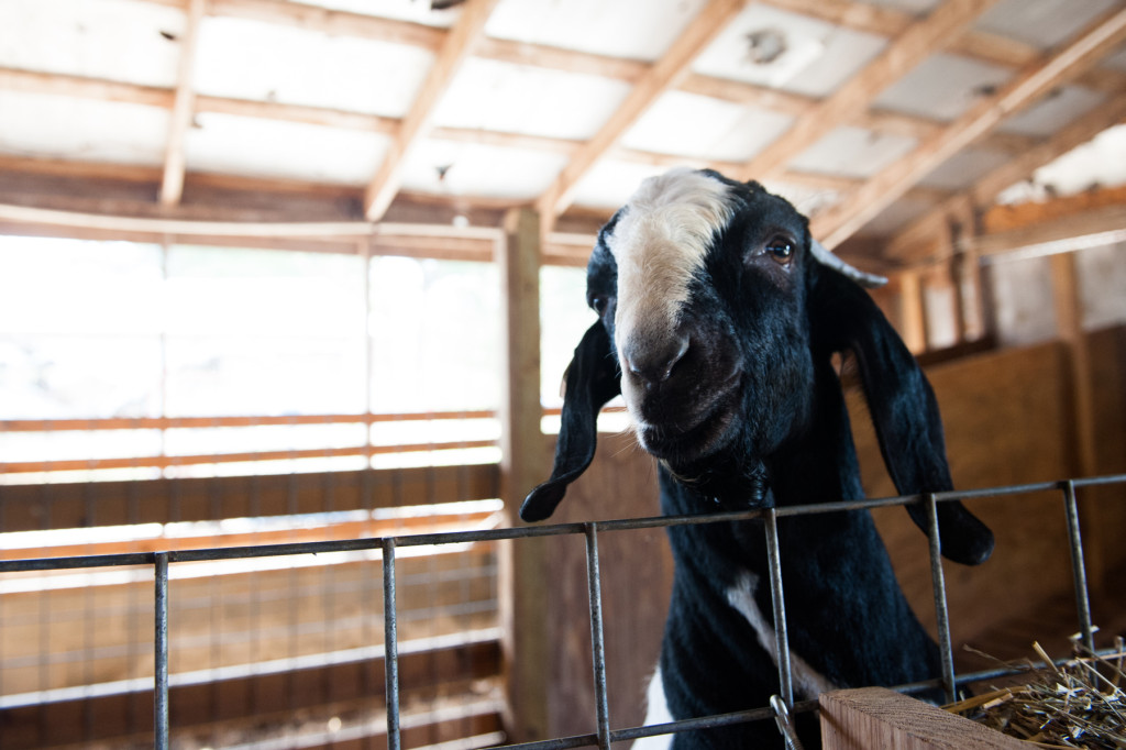 A goat stands against its metal stall divider at D and J Goat Farms on Friday, October 16, 2015 near Robbins, North Carolina. Jackie Bean and his son Derek Bean have been raising livestock for years, specializing in goats for almost a decade. The farms produce commercial stock, breeding stock and show stock Boer goats.