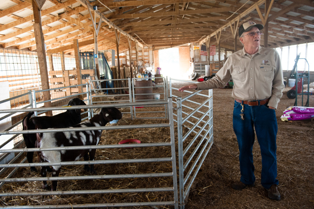 Jackie Bean stands near a pair of show goats at D and J Goat Farms on Friday, October 16, 2015 near Robbins, North Carolina. Jackie Bean and his son Derek Bean have been raising livestock for years, specializing in goats for almost a decade. The farms produce commercial stock, breeding stock and show stock Boer goats.