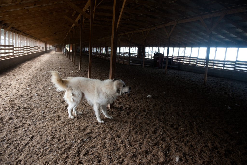 Joe, the goat herder and guard dog, shakes after jumping around as people walk through the barn at D and J Goat Farms on Friday, October 16, 2015 near Robbins, North Carolina. Jackie Bean and his son Derek Bean have been raising livestock for years, specializing in goats for almost a decade. The farms produce commercial stock, breeding stock and show stock Boer goats.