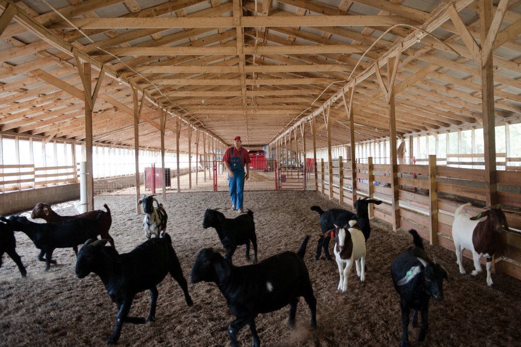 Derek Bean sends a herd of spring goats -- all born this past spring-- to the pasture at D and J Goat Farms on Friday, October 16, 2015 near Robbins, North Carolina. Jackie Bean and his son Derek Bean have been raising livestock for years, specializing in goats for almost a decade. The farms produce commercial stock, breeding stock and show stock Boer goats.