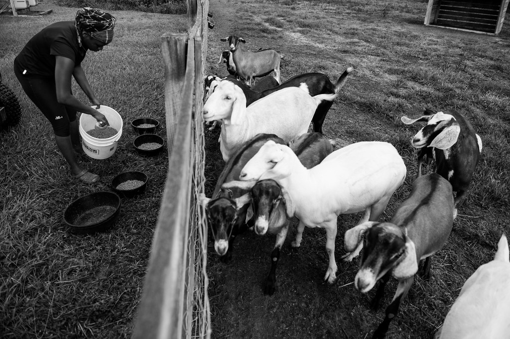 Volunteer Tema Toure feeds goats at Paradox Farm on Tuesday, July 14, 2015 in West End, North Carolina.