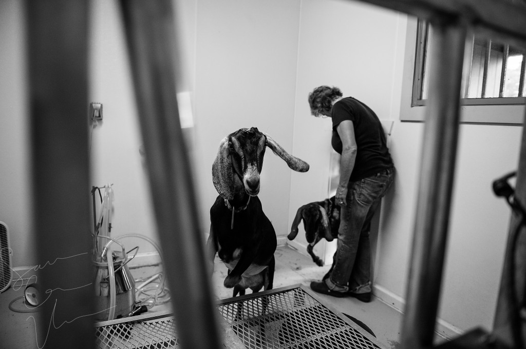 Owner Sue Stovall opens the door as her goats enter the milking room and jump on the table at Paradox Farm on Tuesday, July 14, 2015 in West End, North Carolina.