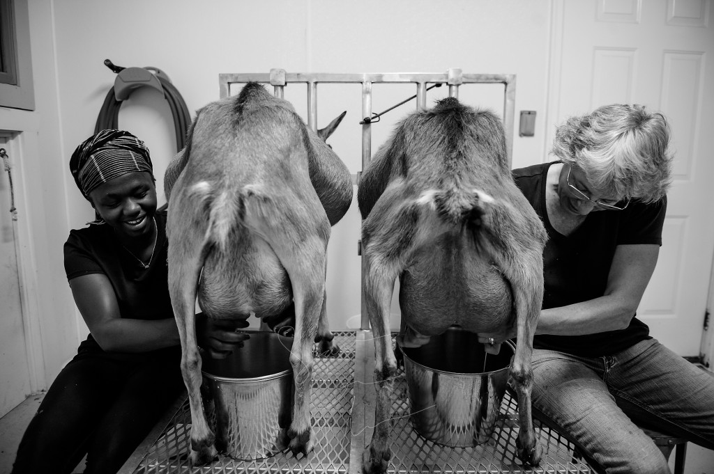 Volunteer Tema Toure and and owner Sue Stovall milk the goats by hand, after Stovall's milking machine breaks down, at Paradox Farm on Tuesday, July 14, 2015 in West End, North Carolina.