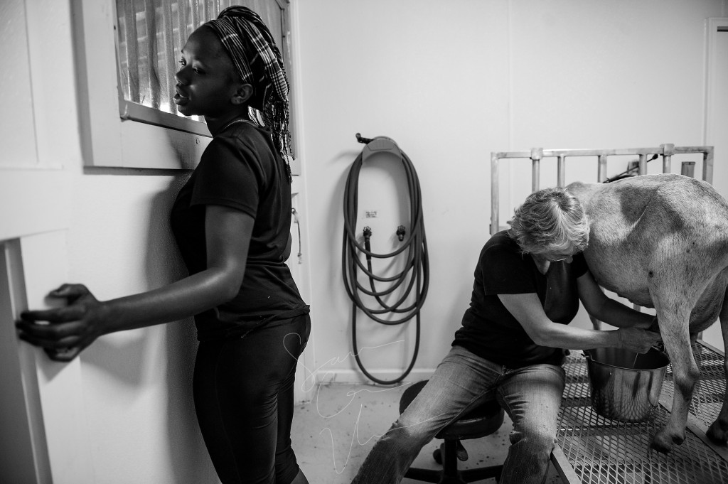 Volunteer Tema Toure looks outside to count the nannies, which is a term for female goats, left to milk at Paradox Farm as owner Sue Stovall sits on a stool, continuing to milk, on Tuesday, July 14, 2015 in West End, North Carolina.