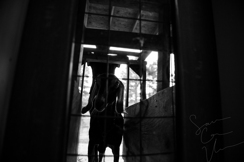 Volunteer Tema Toure pushes Maggie the goat toward the entrance to the milking room at Paradox Farm on Tuesday, July 14, 2015 in West End, North Carolina. Maggie was the last goat of the morning to milk.